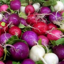 Organic Radish Coloured Variety Red Hill Fresh