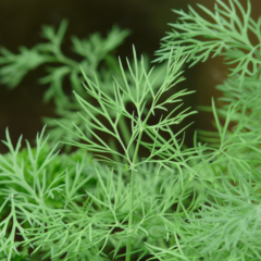Organic Dill