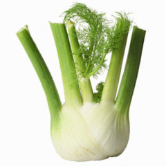 Organic Fennel Bulb