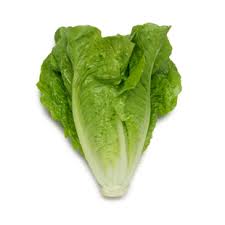 Cos Lettuce  - Organic