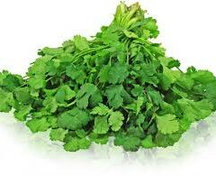 Organic Coriander bunch