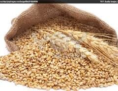 Wheat Grain Hard 20kg BULK