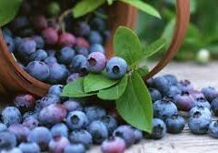 Berries, Organic, Fresh Blueberries, Fresh Organic Blueberries, Fresh Organic Blueberries, Smoothies, Superfood