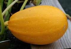 spaghetti squash organic red hill fresh