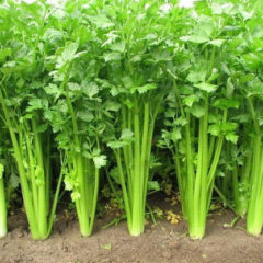 Celery Organic Bulk Red Hill Fresh