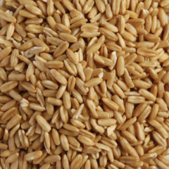 Organic Oat Groats 10 kg